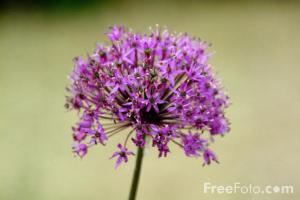 Allium flower