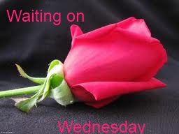 Waiting on Wednesday Pink Rose 2
